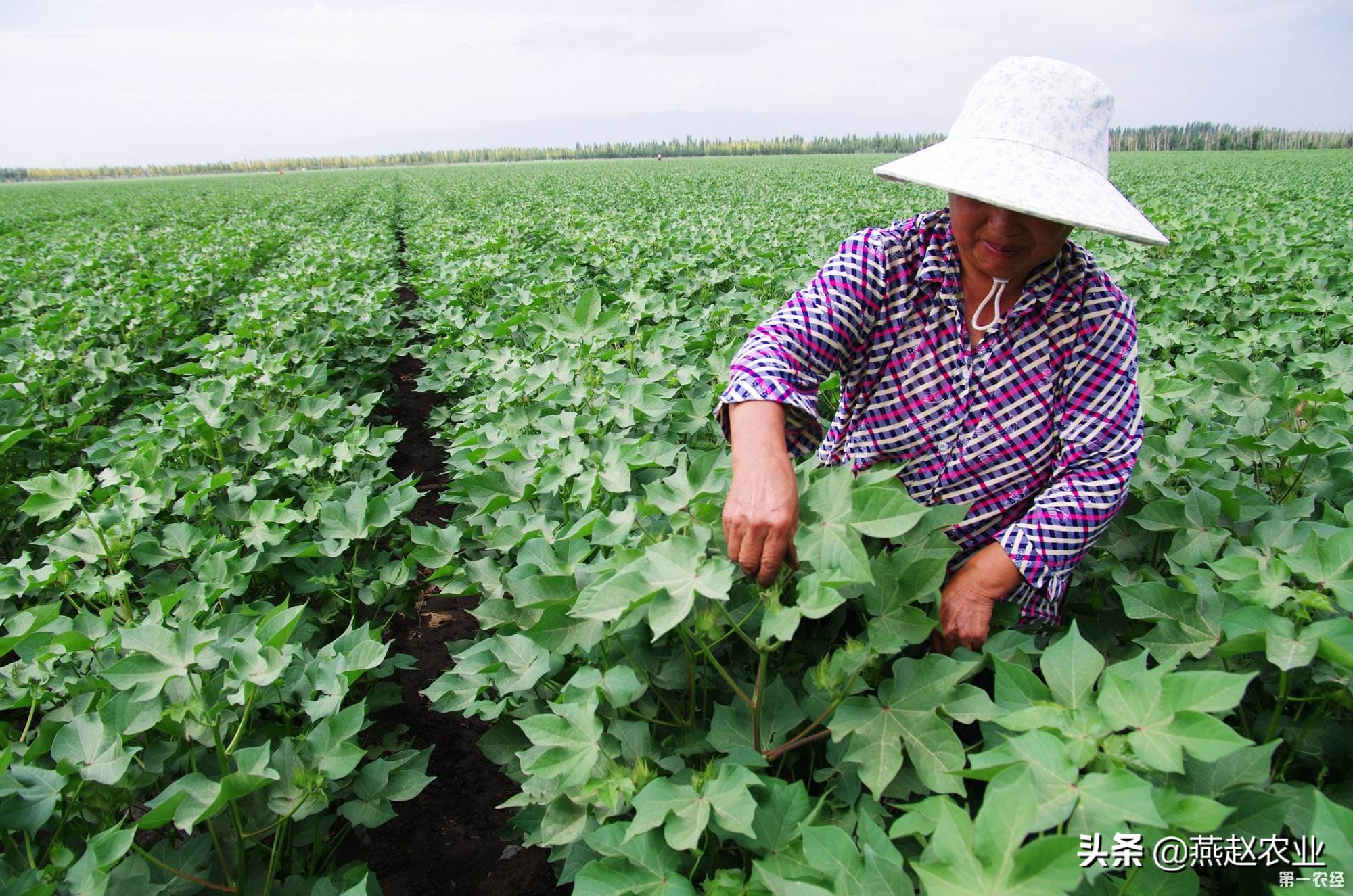 棉花管理思路总结,棉花6月份管理要点