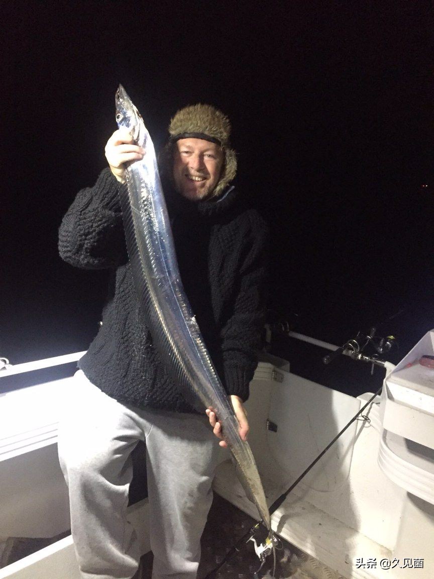 为什么说带鱼很少看见活的,我们为什么看不到活的带鱼