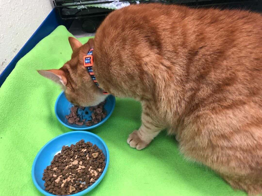 养猫最重要的营养素,猫平时要准备些什么营养素