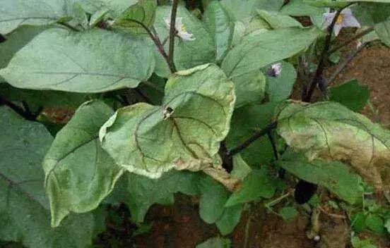 枯萎病怎么治疗效果最好,枯萎病怎么治疗最快