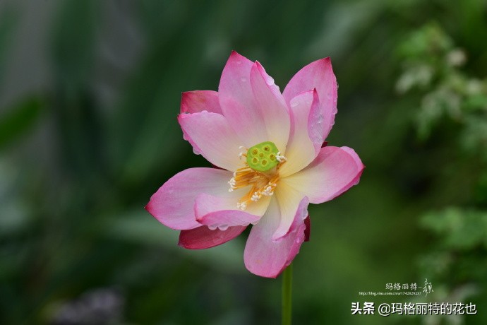 历史悠久的十大名花（海量美图），你选哪个做国花？