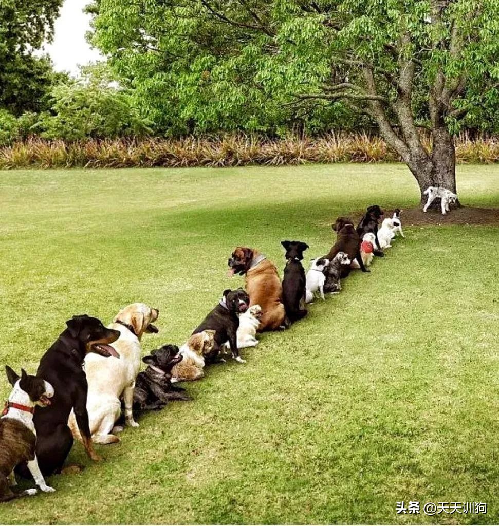 鐙楀瓙鎶吙鎾掑翱,鐙楀瓙鎾掑翱鎶吙