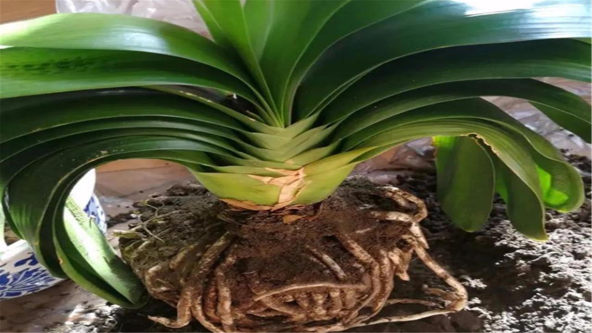 盆栽梅花夏季烂根怎么办,怎么防止盆栽烂根