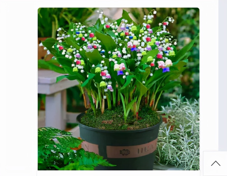 买花入门基础知识,一招教你买花不踩坑