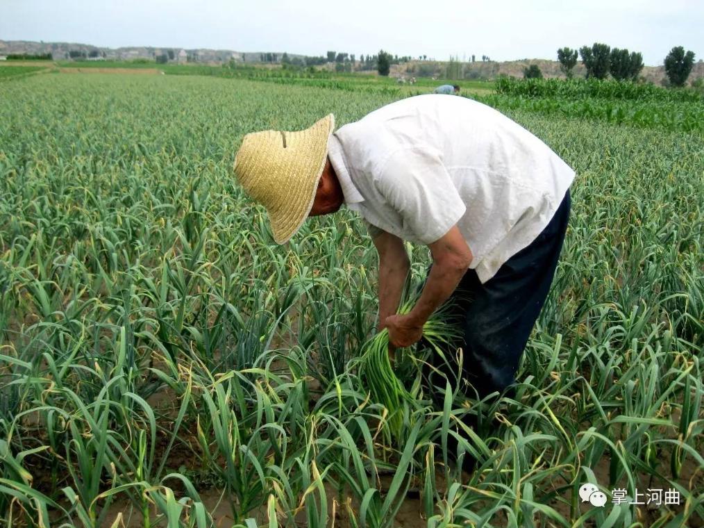 香柔的蒜苗（苔）你服谁的软？