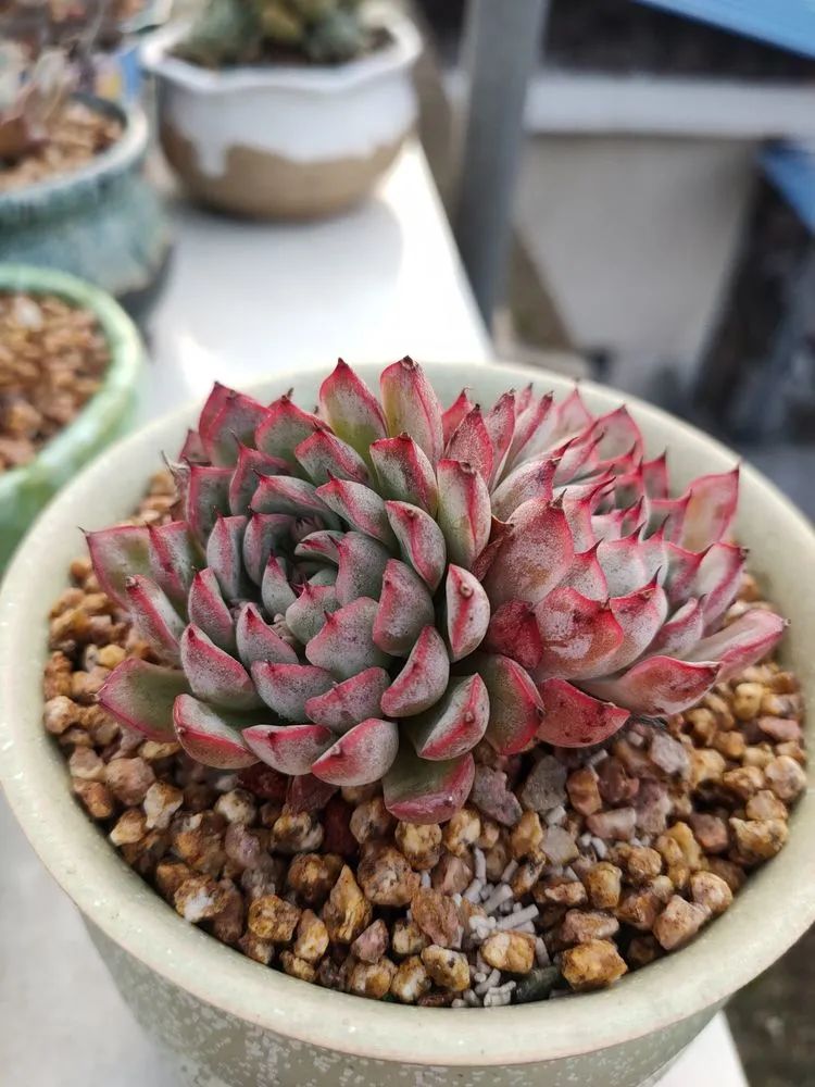 疫情期间在家欣赏多肉,疫情期间被多肉治愈