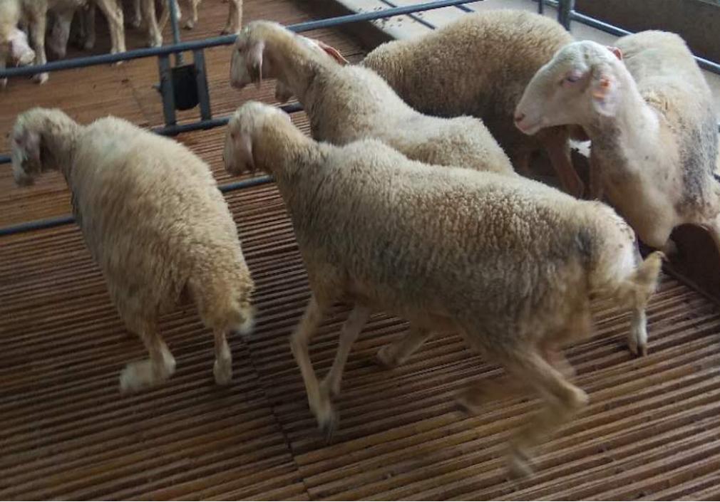 羊场的日常管理,羔羊出现跛行的原因有哪些,需要如何预防