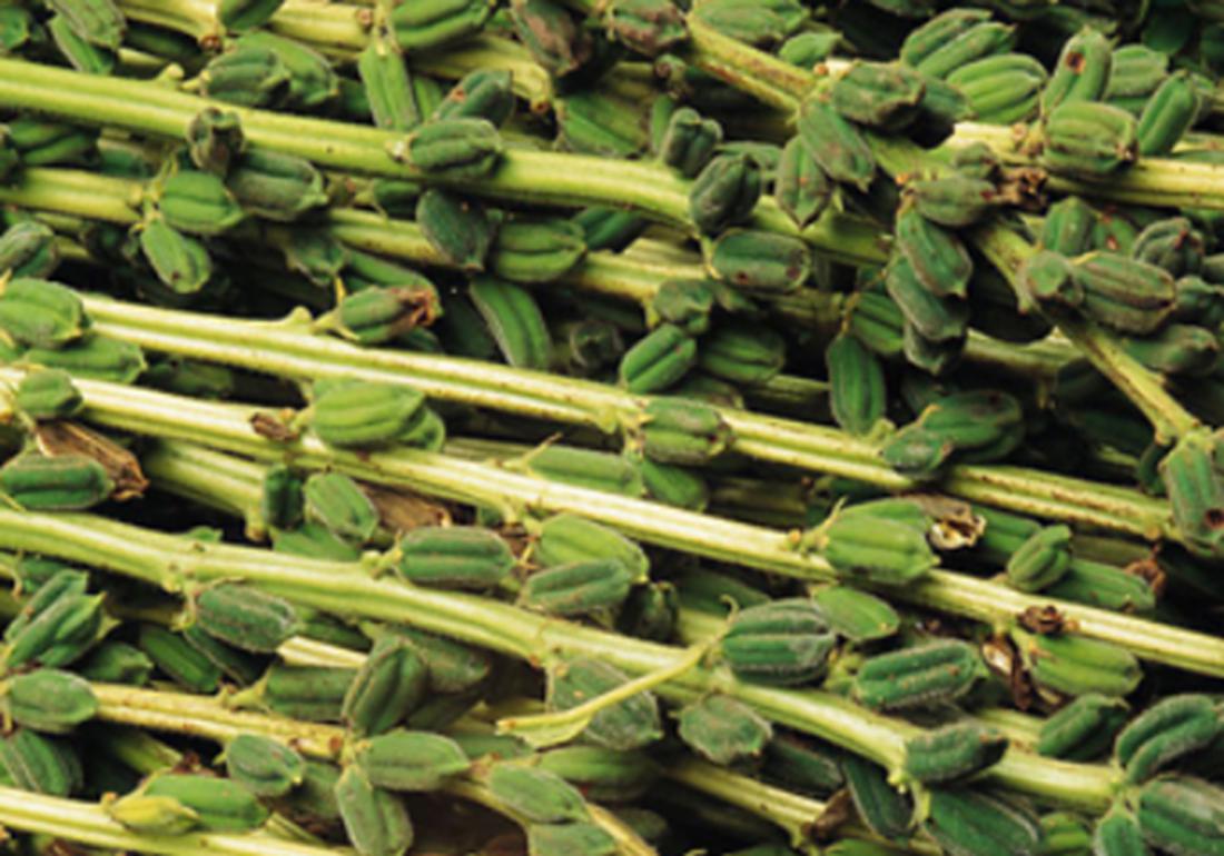 芝麻播种不出苗是什么原因,芝麻种植的小妙招