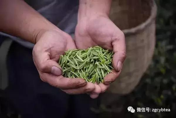 年年春茶你都在追，却从未真正喝懂绿茶？看完这个你就懂了！
