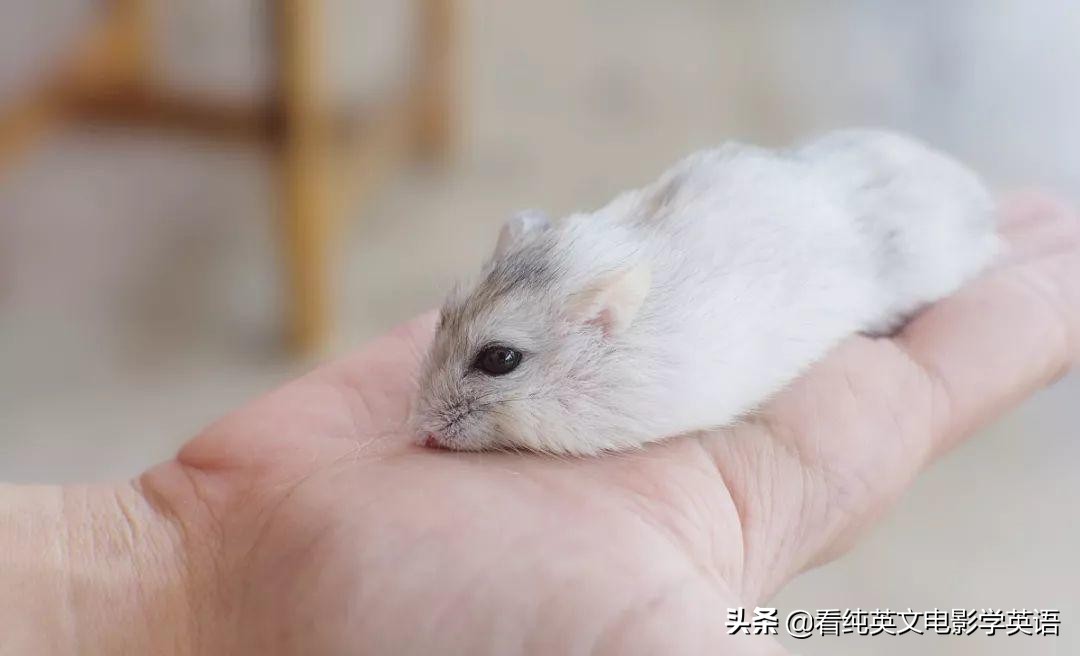 handsuphandsdown律动,handsup举起你的双手