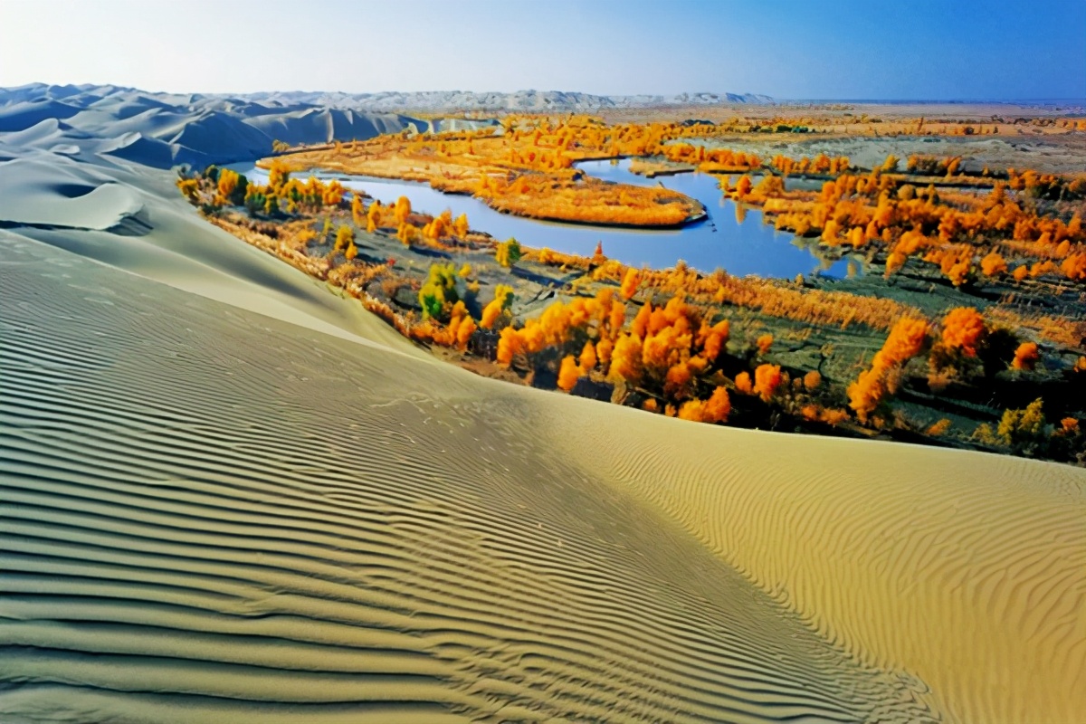 艺术家朗诵不朽的胡杨,千年不朽的胡杨