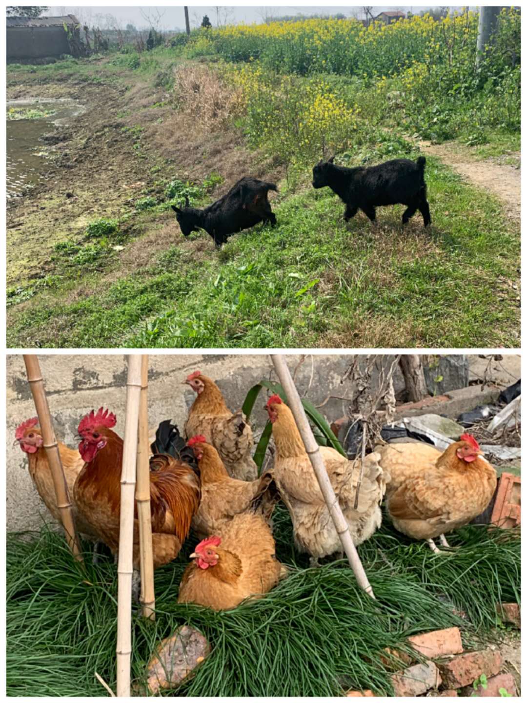 病毒席卷了我们的家园,病毒席卷了世界的每一个角落