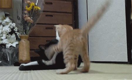 柯基屁股蓄水能力这么强，给狗狗洗澡该注意什么？