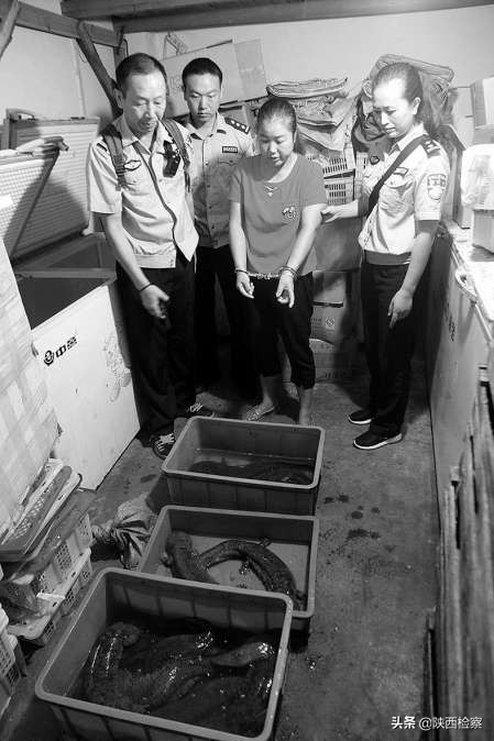 野猪跨越台湾海峡,野猪被拦腰斩断