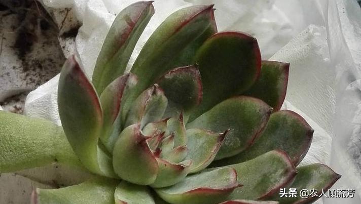 多肉玉蝶叶片有黑斑怎么办,玉蝶多肉叶片霉烂是怎么回事