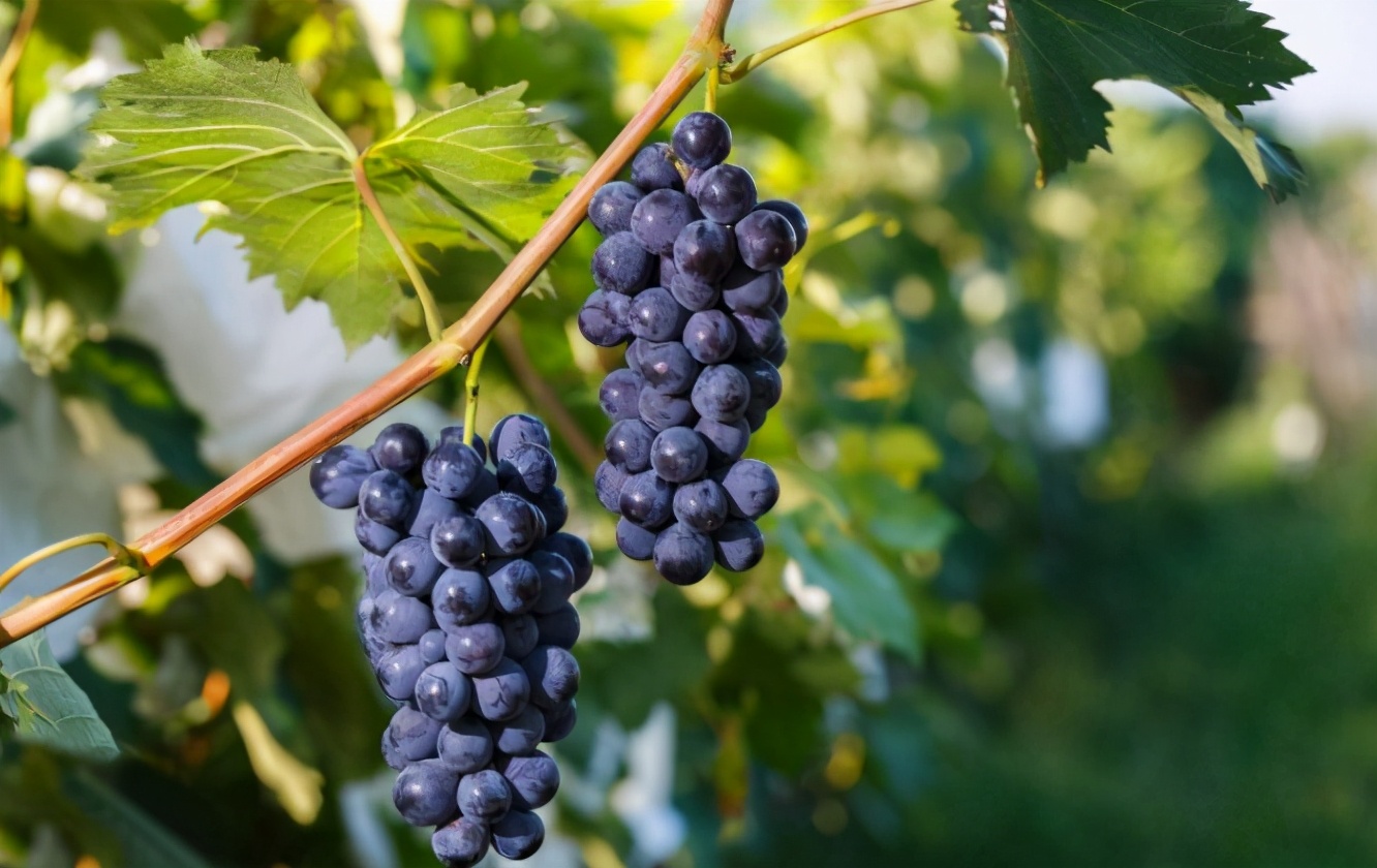 奶茶店的采购物流配送,福州奶茶店制冰机采购