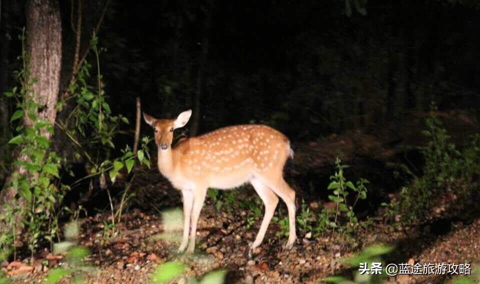 清迈美食,泰国清迈美食推荐