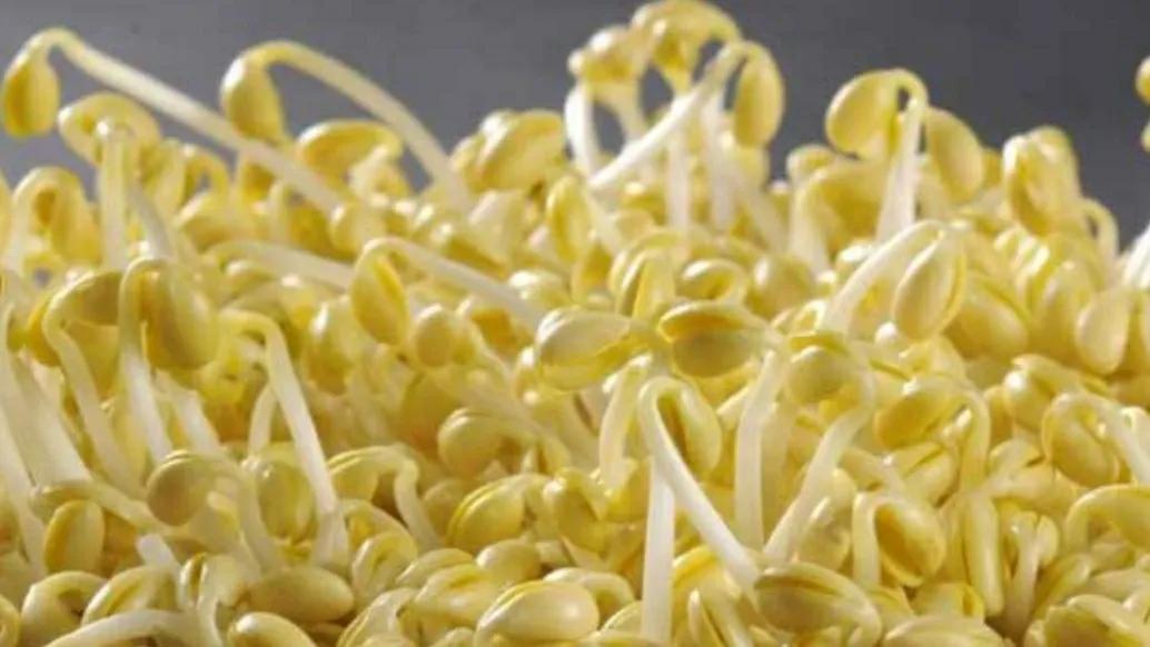 低脂爽脆豆芽菜,爽脆豆芽菜抖音团购