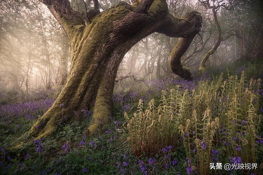野花的风景,2020国际风景摄影大赛获奖作品