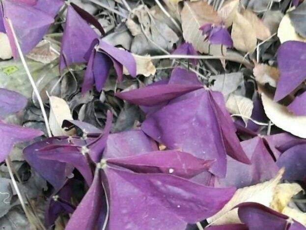 想让花叶绿又茂盛上什么肥,紫叶酢浆草几天可以出苗