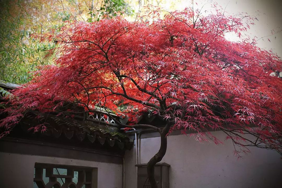 上海厉害了,厉害了上海