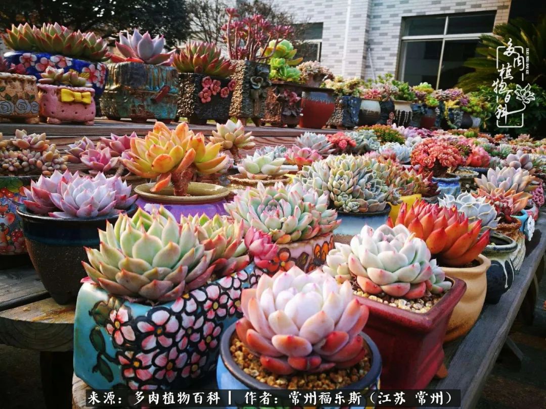 多肉是一处景物吗,多肉也有一道靓丽的风景