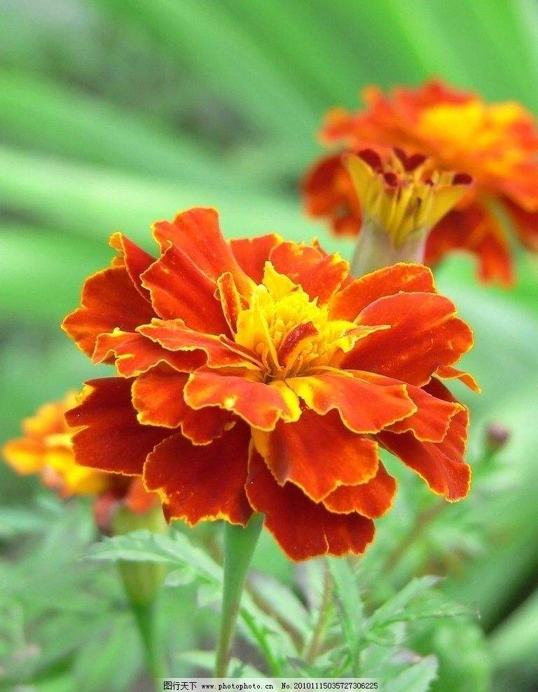 孔雀草的害处,孔雀草好养吗