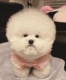 比熊这朵棉花糖，圆圆白白胖胖，是我的初恋情狗没错了