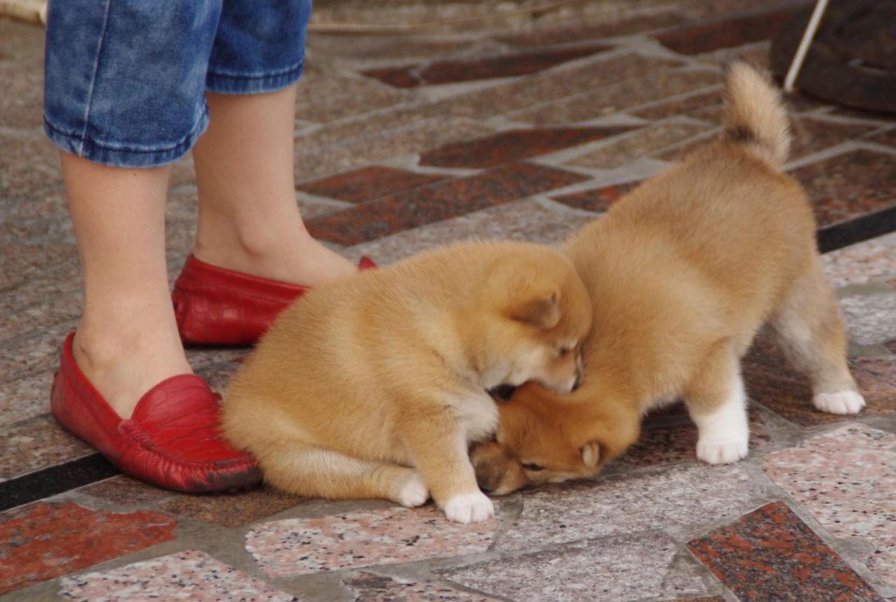 这才是真正的秋田犬,日本忠犬秋田犬