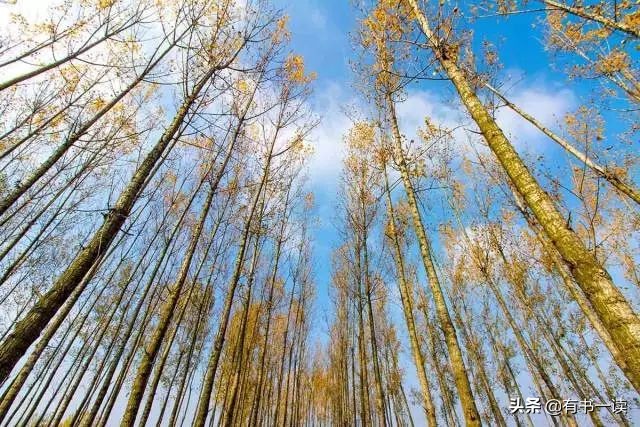 茅盾白杨礼赞原文,茅盾白杨诗