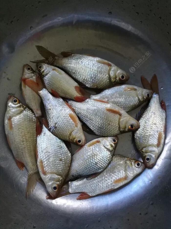 鱼种类大全图淡水鲤鱼,认识淡水鱼