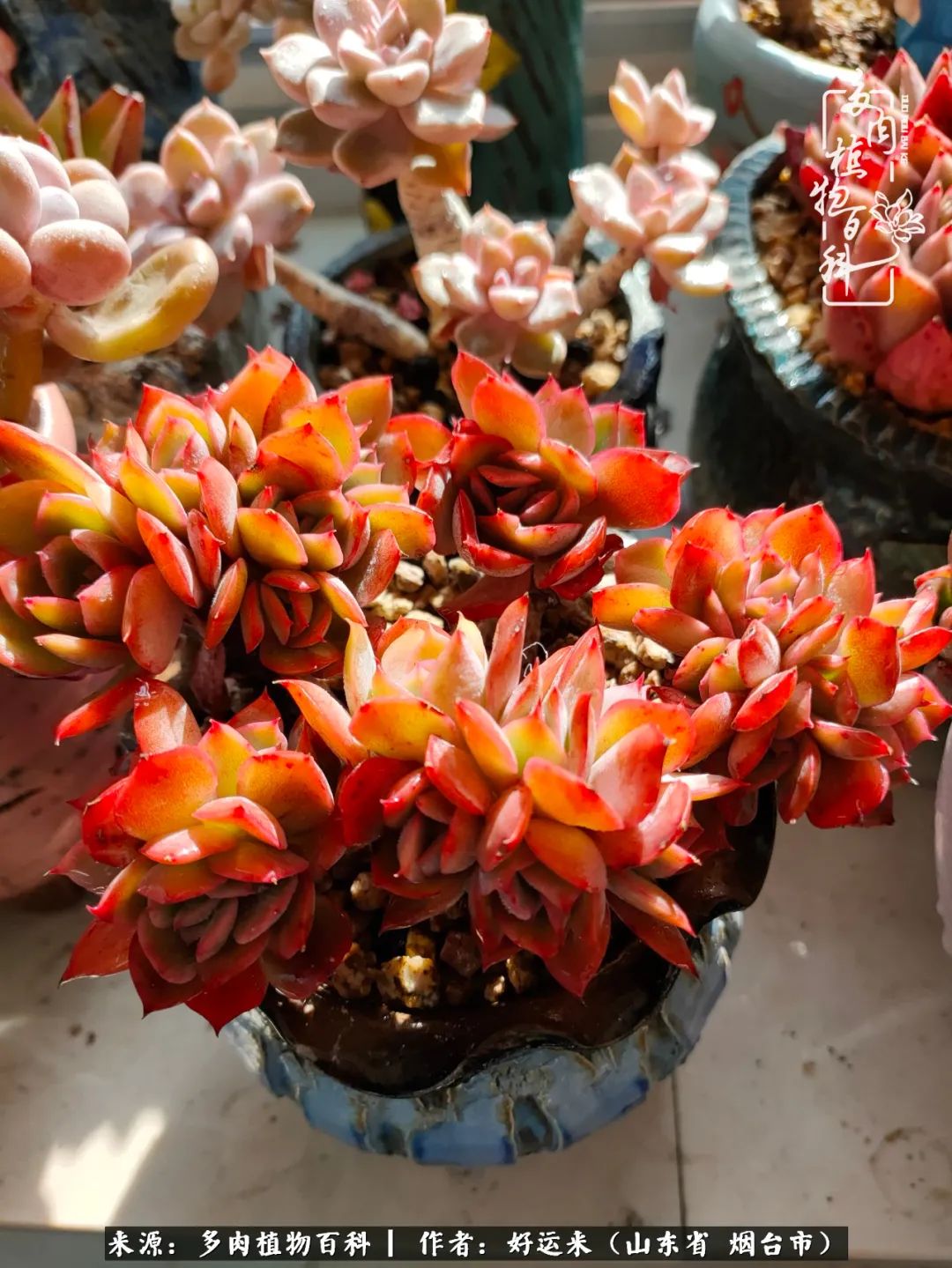 这世上怎么会有那么可爱的小可爱,这世上怎么有这么可爱的小生物