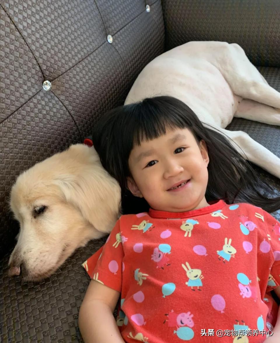 高龄金毛病危去世，主人自责没陪其身边：念念不忘，定有回响…