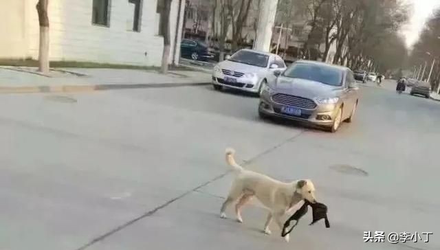 全网通缉的两条狗,全网通缉的狗