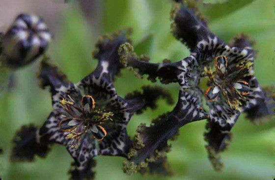 十种黑色花,10种罕见的黑色花朵你见过哪一种