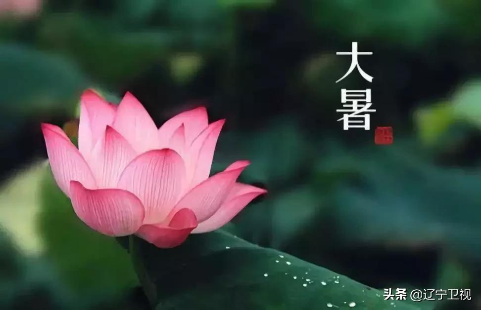 酷暑知了声声入耳,大暑知了叫