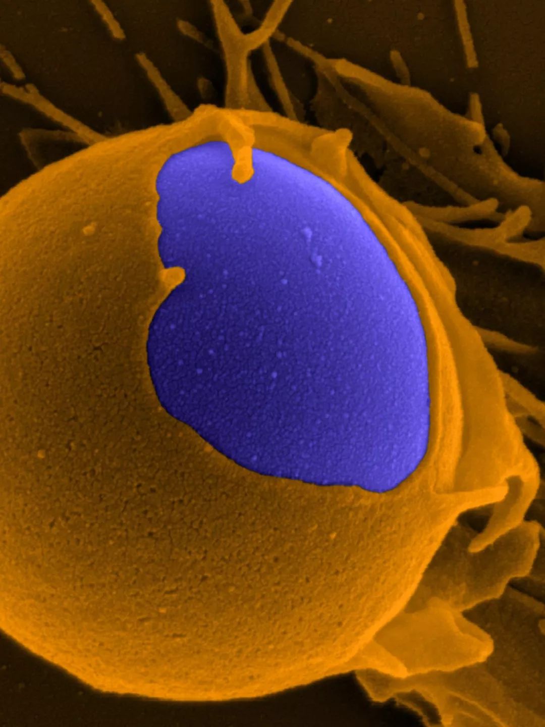 医生和病毒作战,我们如何对付病毒