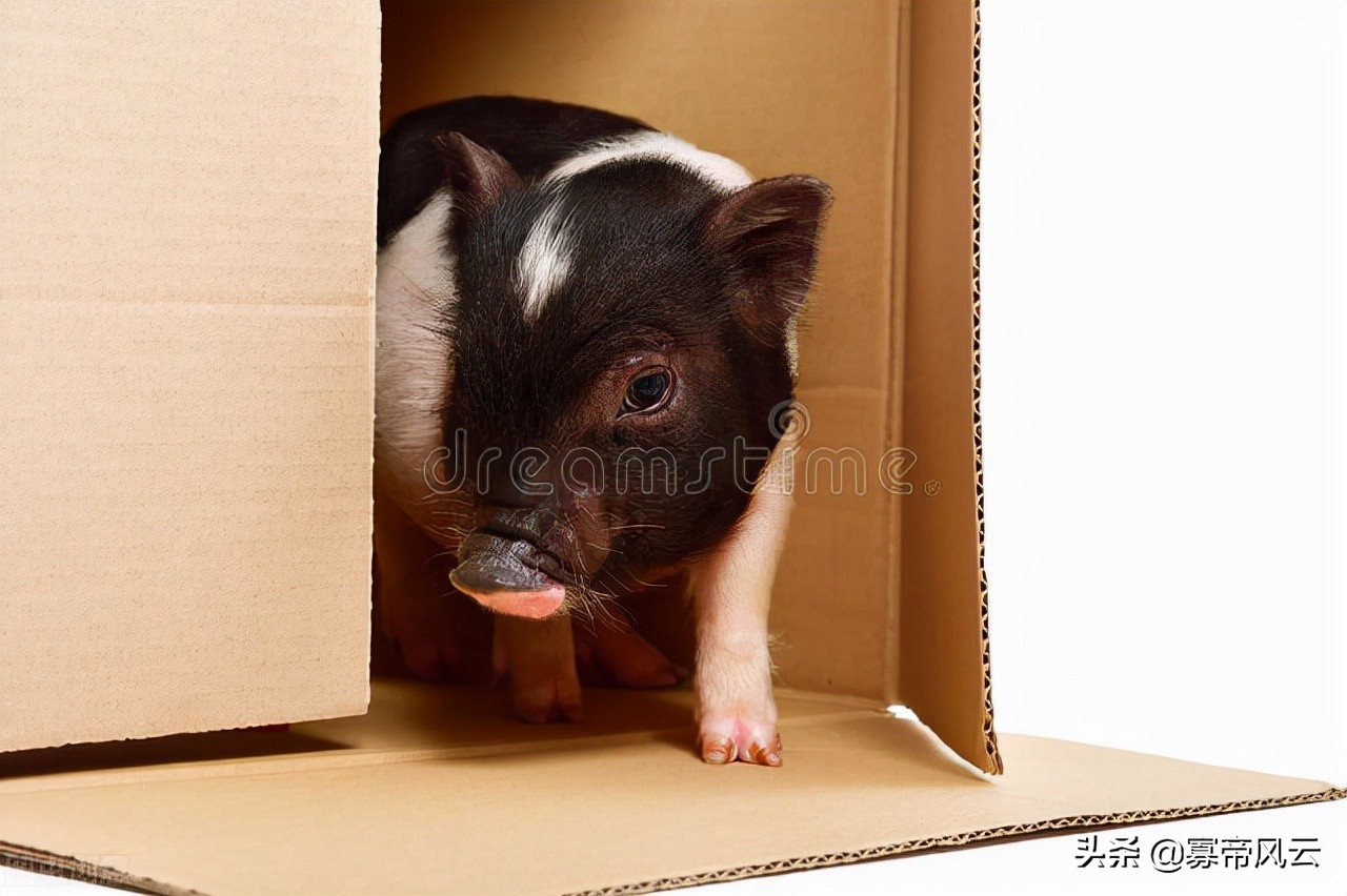 北京撸猪馆,江浙沪最好的撸猪馆