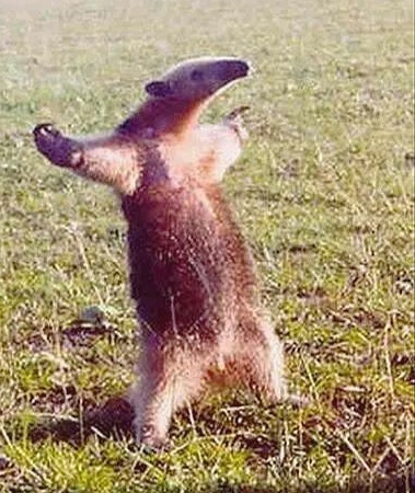 30个关于动物的冷知识,关于动物的冷知识50字