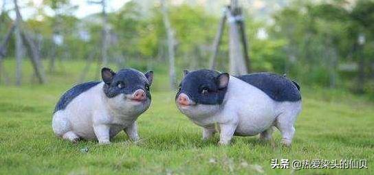 茶杯猪相当于人类智商,茶杯猪是什么样的猪