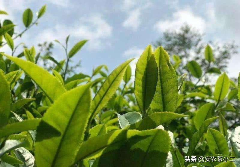 云南好茶有几种全国十大名茶,2021年云南十大名茶