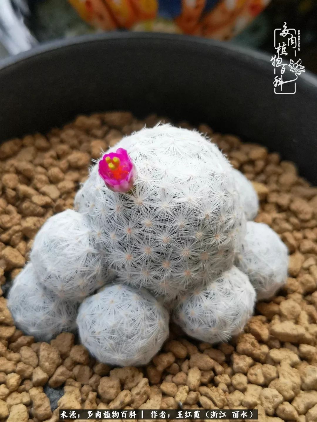 仙人球春天露养条件,仙人球露养条件