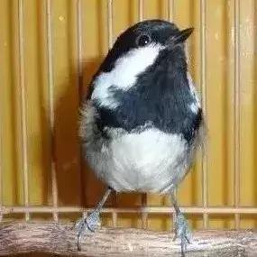 贝子叫视频完整版,贝子叫的视频