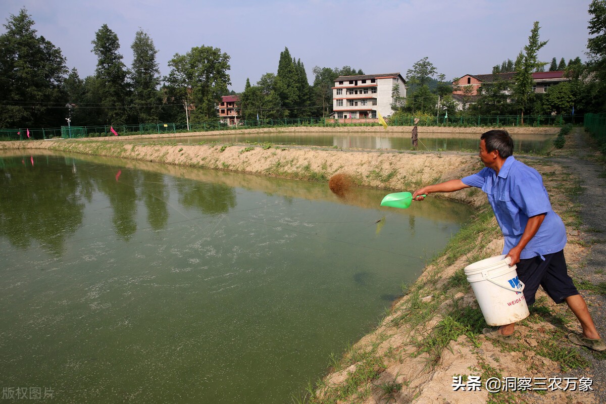 泥鳅养在桶里水多还是水少能养活,水泥池无土养泥鳅高密度养殖技术