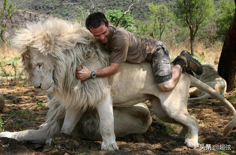 当你遇到狮子,遇到狮子该怎么办的搞笑版