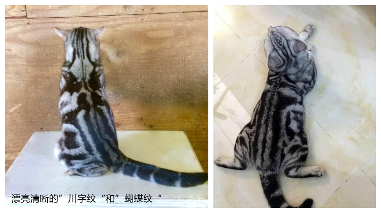 美短虎斑猫咪的品种,美国短毛猫虎斑价格