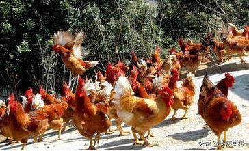 鸡得呼吸道疾病用什么办法能治好,替米考星对鸡呼吸道有治疗效果吗