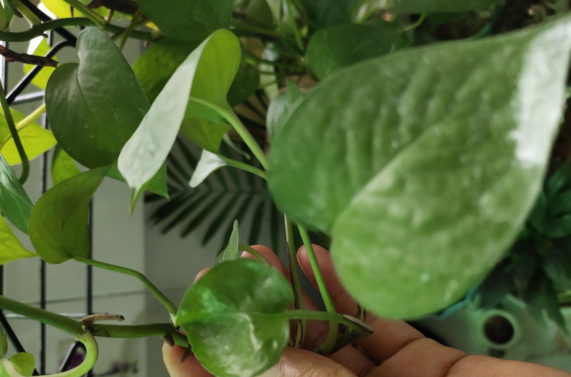 如何保持绿萝的叶子长得更旺盛,绿萝叶片巴掌大