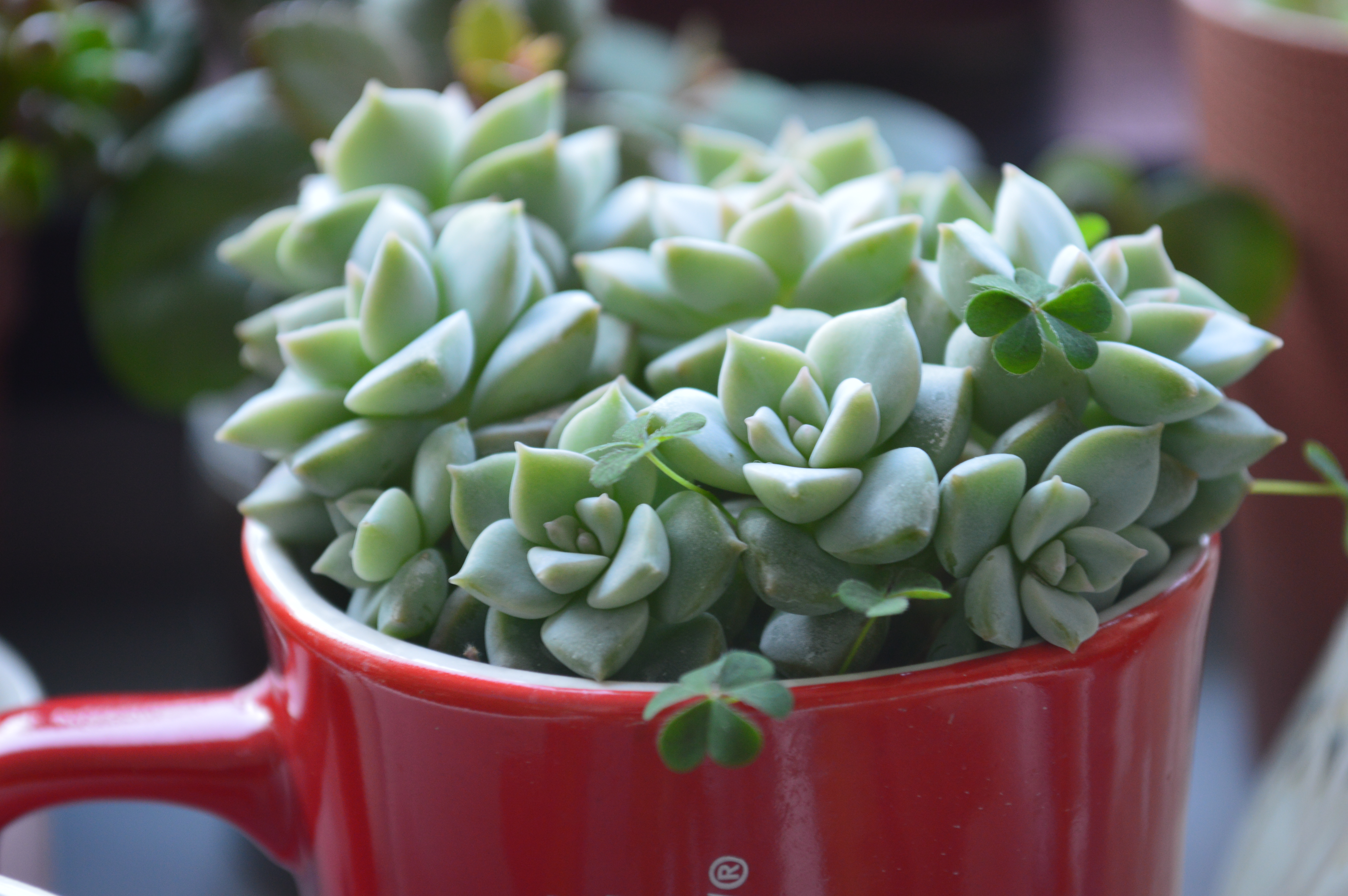 清欢养肉｜优生优育的白牡丹，让你从几片叶子跻身多肉大户