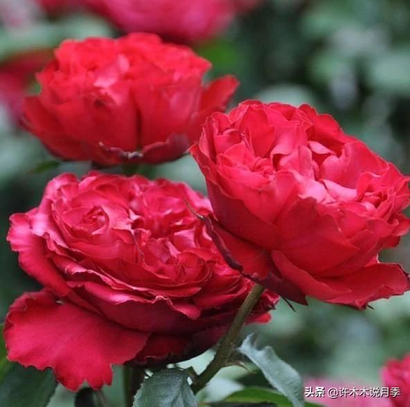 抗性强无刺月季蔷薇品种有哪些,抗性好的切花月季推荐